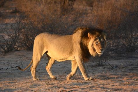 Kgalagadi Transfrontier Park, South Africa: The Complete Guide Wildlife Activities, Brown Hyena, Blue Wildebeest, Horse Heads, African Wild Dog, Wilderness Camping, Luxury Camping, Cheetahs, Wild Dogs