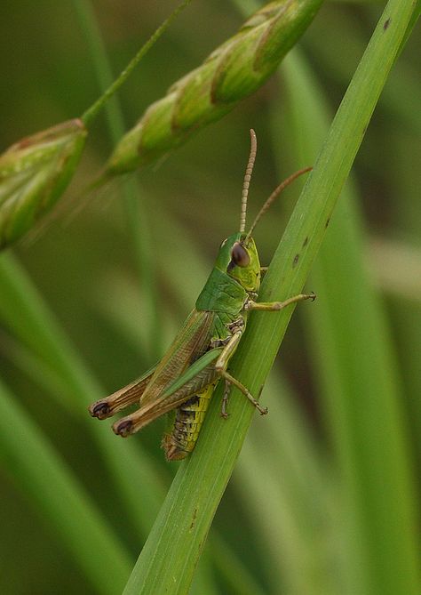 meadow grasshopper Green Grasshopper, Creepy Animals, Small Creatures, Stick Insect, Leaf Bowls, Beautiful Bugs, Mountain Lion, Arthropods, Arachnids