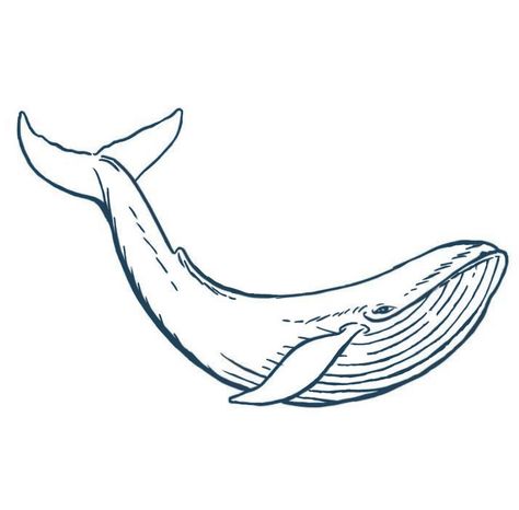 Blue Whale Drawing, Whale Sketch, Sea Creatures Drawing, Whale Drawing, Beginner Tattoos, Shark Drawing, Whale Tattoos, Whale Art, Best Tattoo Designs