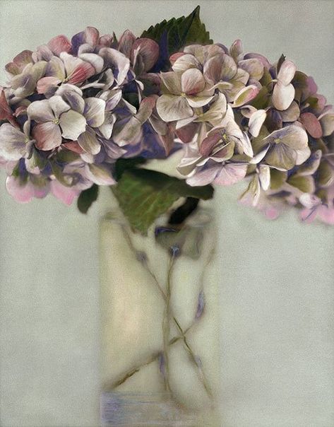 Brigitte Carnochan Still-Life Photograph: Hydrangea 2003 White Clematis, Hydrangea Bouquet, Ivy House, Flower Beauty, Calla Lily, My Flower, Color Photography, Flowers Plants, Hydrangea