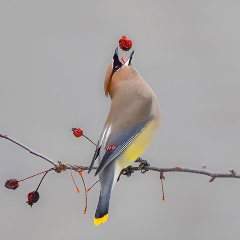 Thank You for Voting Bird Study, Bird Portrait, Cedar Waxwing, Animal Photos, Bird Pictures, Birdwatching, Bird Photo, Colorful Birds, First Place