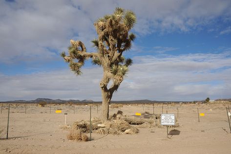 El Mirage, in the Antelope Valley, is the closest dry lake to Los Angeles Private Airport, Antelope Valley, America Photo, Land Use, Land Art, Photo Archive, Places To Go, 1960s, Angeles