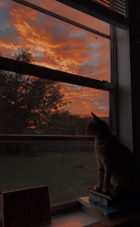 Cat Sunset Wallpaper, Evening Wallpaper, Cat Sunset, Evening Aesthetic, Evening Vibes, Cute Cat Wallpaper, Beautiful Images Nature, Sunset Wallpaper