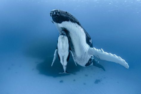 Origins: Striking Photos Document the Sights of Contemporary Conservation Efforts | Colossal Pet Ducks, Whale Tattoos, Awesome Nature, Ocean Conservation, Humpback Whale, Whale Shark, Blue Whale, Ocean Creatures, Ocean Animals