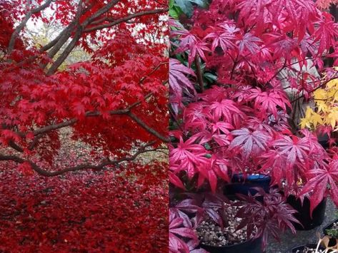 Japanese Maple Bloodgood vs Emperor 1: Are They Really The Same? – World of Garden Plants Japanese Maple Tree Landscape, Maple Tree Landscape, Japanese Maple Varieties, Bloodgood Japanese Maple, Coral Bark Japanese Maple, Japanese Red Maple, Hydrangea Tree, Plantain Lily, Japanese Garden Landscape