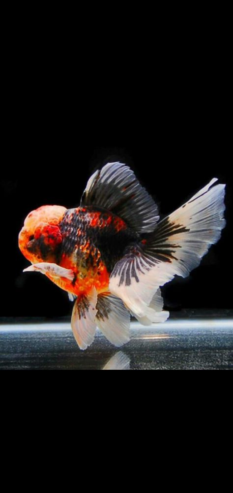 Oranda Goldfish Tank, Fat Goldfish, Oranda Fish, Goldfish Oranda, Veiltail Goldfish, Lionhead Goldfish, Bubble Eye Goldfish, Shubunkin Goldfish, Goldfish Breeding