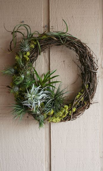 How to make a living Tillandsia wreath Plant Wreath, Air Plants Diy, Plant Display Ideas, Living Wreath, Air Plant Display, Tillandsia Air Plant, Air Plant Terrarium, Succulent Wreath, Deco Nature