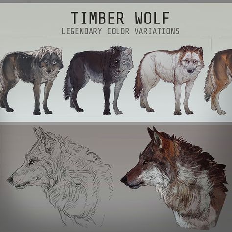 RDR2 inspired wolf design, Louise Meijer on ArtStation at https://www.artstation.com/artwork/oA9L3L Wolf Sketches, Mha Au, Wolf Oc, Wolf Poses, Cute Wolf Drawings, Werewolf Aesthetic, Wolf Sketch, Nice Designs, Wolf Character