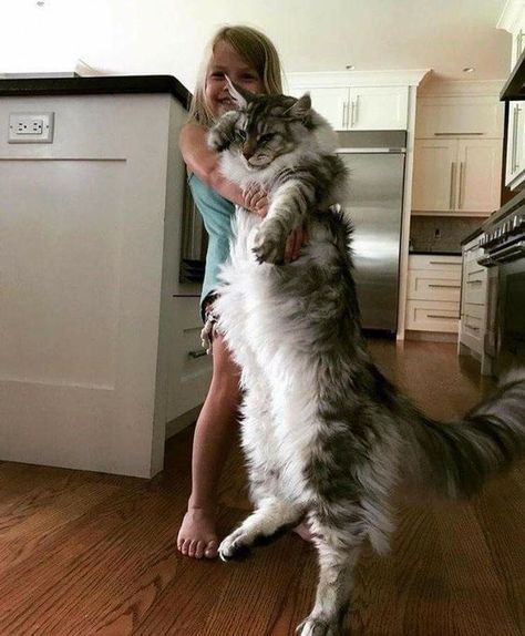 15 Reasons to Never Adopt a Maine Coon – Page 2 – The Paws Domestic Cat Breeds, Söt Katt, Forest Cat, Norwegian Forest Cat, Fluffy Cat, Domestic Cat, Large Cats, Beautiful Cat, Maine Coon