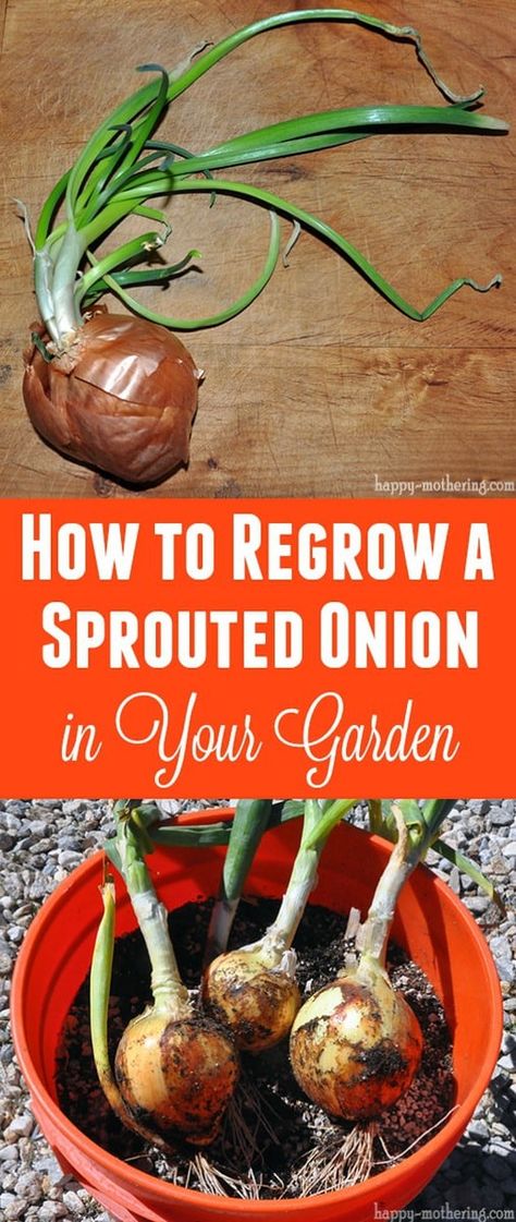 Wondering what to do with that sprouted onion in your produce basket? What if I could show you how to use it to grow a brand new onion in your garden? Planting Sprouted Onions, Regrow Onion From Scraps, Growing Shallots From Scraps, Onion Propagation, Growing Onions From Scraps, Garden Chart, Scrap Garden, Plant Grafting, Produce Basket