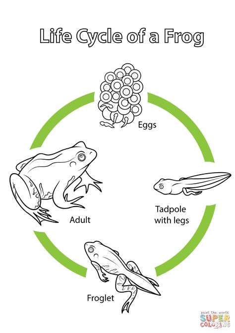 Frog Life Cycle Printable, Frog Life Cycle Craft, Frogs For Kids, Life Cycles Preschool, Life Cycle Of A Frog, Frog Coloring, Frog Life Cycle, Cycle For Kids, Life Cycle Craft