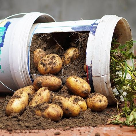 Planting Seed Potatoes, Potato Garden, Grow Potatoes In Container, Container Potatoes, Potato Gardening, Potato Planters, Tattoo Plant, Diy Balcony, Planting Potatoes