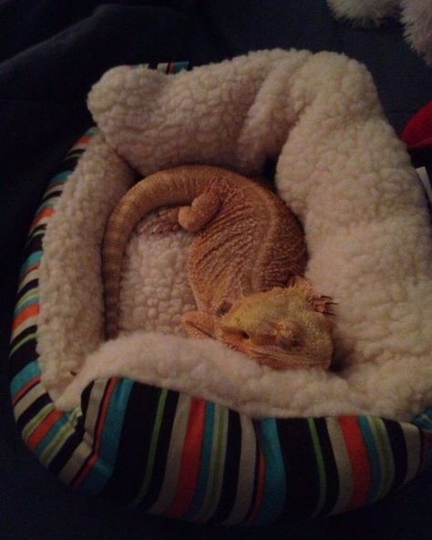 Bearded Dragon Terrarium Ideas, Bearded Dragon Terrarium, Bearded Dragon Enclosure, Bearded Dragon Habitat, Bearded Dragon Diet, Baby Bearded Dragon, Bearded Dragon Cute, Bearded Dragon Care, Cute Lizard