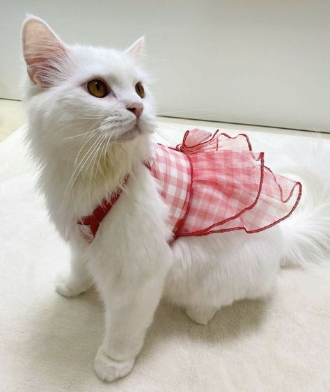 Diy Cat Outfits, Diy Clothes For Cats, Diy Kitten Clothes, Cats Wearing Clothes, Cute Cat Clothes, Cat Outfits Pets, Cat Outfits, Kitten Clothes, Diy Hello Kitty