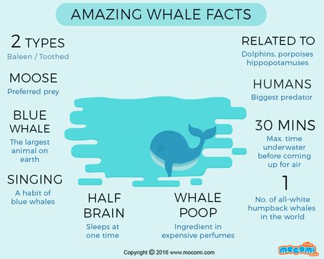 Blue Whale Habitat Project, Whale Activities For Kids, Whale Facts For Preschool, Whale Shark Facts, Whale Facts For Kids, Facts About Whales, Dolphin Facts For Kids, Blue Whale Facts, Fun Facts About Sea Animals