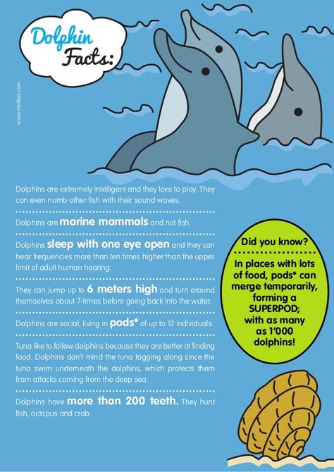 Dolphin Diorama, Dolphin Facts For Kids, Dolphin Project, Selena Gomez Latest, Animal Facts For Kids, Dolphin Facts, Dolphin Party, Dolphin Coloring Pages, Fun Facts For Kids