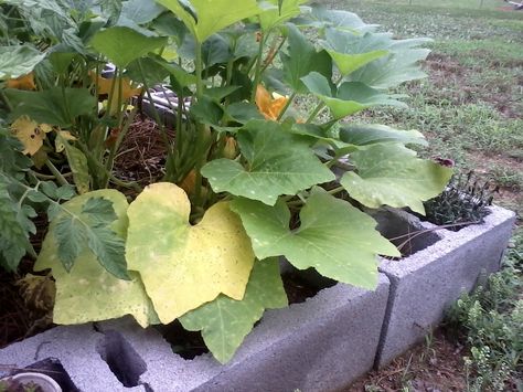 Your squash plants were healthy and green and lush, and then one day you noticed that the leaves were getting yellow. Why are the leaves turning… Yellow Leaves On Plants, Squash Leaves, Plant Leaves Turning Yellow, Zucchini Plants, Squash Plant, Planting Pumpkins, Yellow Plants, Backyard Vegetable Gardens, Plant Problems