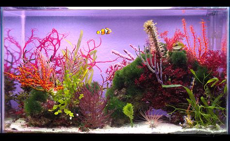 yoshii - 2015 Featured Aquariums - Featured Aquariums - Monthly Featured Nano Reef Aquarium Profiles - Nano-Reef.com Forums Seahorse Aquarium, Reef Aquascaping, Seahorse Tank, Nano Reef Tank, Marine Fish Tanks, Fish Tank Themes, Fish Tank Terrarium, Coral Reef Aquarium, Saltwater Fish Tanks