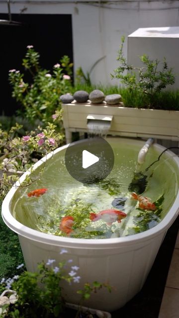 Small Goldfish Pond Ideas, Small Goldfish Pond, Indoor Pond, Patio Pond, Goldfish Pond, Fish Pond, Goldfish, Easy Projects, Fish