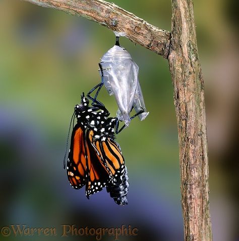 Monarch Butterfly hatching Butterfly Hatching Tattoo, Butterfly Hatching, Botanical Mural, Butterfly Meaning, Sustained Investigation, Reptile Scales, Brain Book, Realistic Tattoo, Playlist Covers