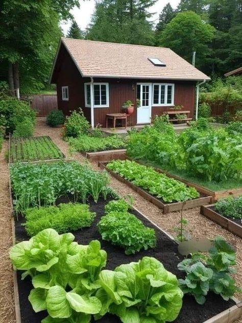 Dream Backyard Garden, Backyard Garden Layout, Small Vegetable Gardens, Cottage Garden Design, Backyard Vegetable Gardens, Home Garden Design, Home Vegetable Garden, Vegetable Garden Design, Garden Layout