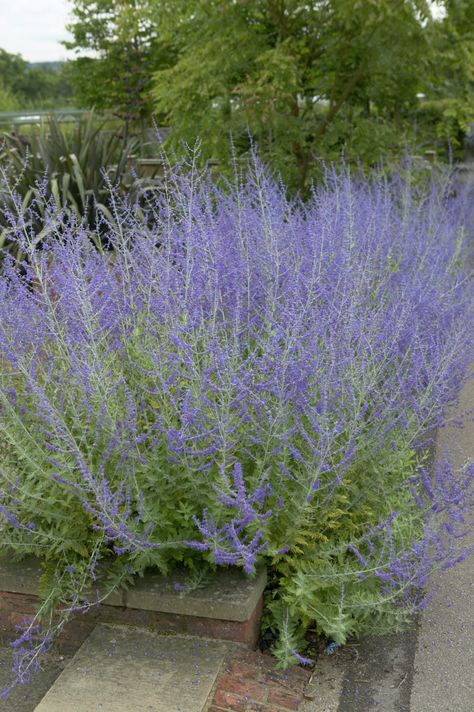 Perovskia atriplicifolia Perovskia Combination, Perovskia Atriplicifolia, Perovskia Blue Spire, Salvia Greggii Purple, Liatris Pycnostachya, Persian Garden, Perovskia Atriplicifolia 'blue Spire', Purple Garden, Artemisia Ludoviciana 'silver Queen'