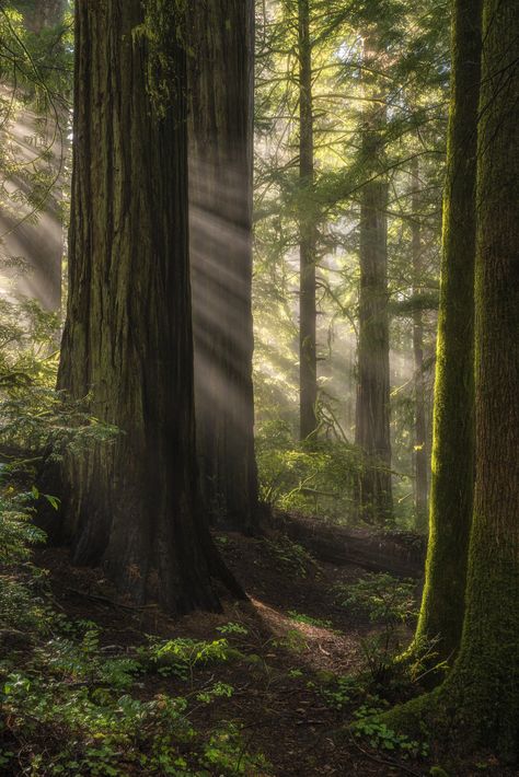 Magical Pathways, Sunlight Through Trees Aesthetic, Sunlight Coming Through Trees, Redwood National And State Parks, Forest With Sunlight, Sun Rays In Forest, Cedar Forest, Old Growth Forest, Redwood Trees