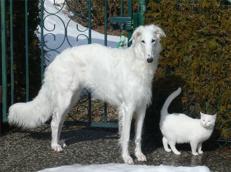 ❤ =^..^= ❤  Even cats.  HD: Cats are smart and soon learn not to run (or walk too fast) and trigger that sighthound chasing instinct. White Dog, White Borzoi, Borzoi And Cat, Borzoi Aesthetic Art, Cursed Borzoi Images, Borzois Funny, Borzoi Dog Laying Down, Russian Wolfhound, Borzoi Dog