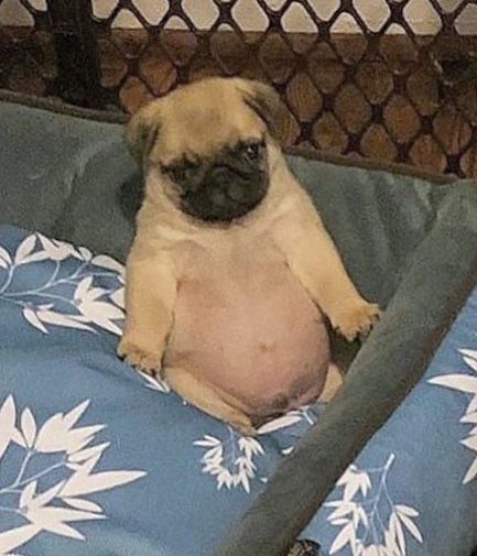 Cute Pug Puppies, Fat Dogs, Goofy Dog, Baby Pugs, Very Cute Dogs, Cute Little Puppies, Pug Puppies, Pugs Funny, Silly Dogs