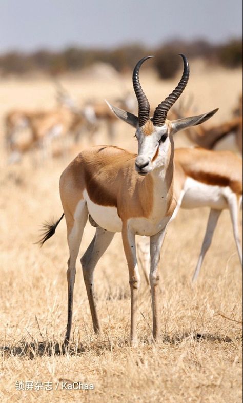 Antelope Animal, African Wildlife Photography, Arabian Oryx, African Antelope, Dik Dik, African Plains, Africa Wildlife, Nat Geo, African Wildlife