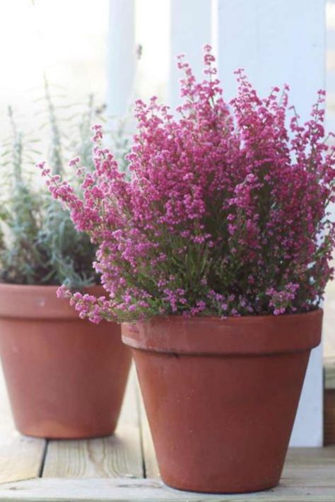 Winter Heathers can create a captivating display in any Winter garden and look gorgeous in pots. They can bring interest to a patio or decking area but are also the perfect ground covering shrub . Their tiny flowers bloom from December to February giving your garden some much needed colour.⁠ ⁠ We recommend planting several varieties together to create a stunning display.⁠ Winter Pots Outdoor Front Doors Uk, Wild Flowers In Pots, Heather Planting Ideas, Winter Plants For Pots Outdoors, Winter Hanging Baskets Outdoor Uk, Autumn Planting Uk, North Facing Garden Plants Uk, Balcony Winter, Winter Heather Plant