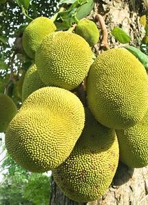 Mulberries Jack Fruit Tree, Jackfruit Seeds, Jackfruit Tree, Jack Fruit, Jackfruit Recipes, Hibiscus Sabdariffa, Tropical Food, Tree Plan, Edible Seeds