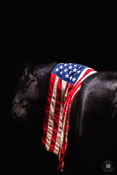 Horse With American Flag, American Flag Photography, Blue Roan Horse, Memorial Day Photos, Horse Photoshoot Ideas, Pictures With Horses, Patriotic Pictures, Cowgirl Quotes, American Flag Wallpaper