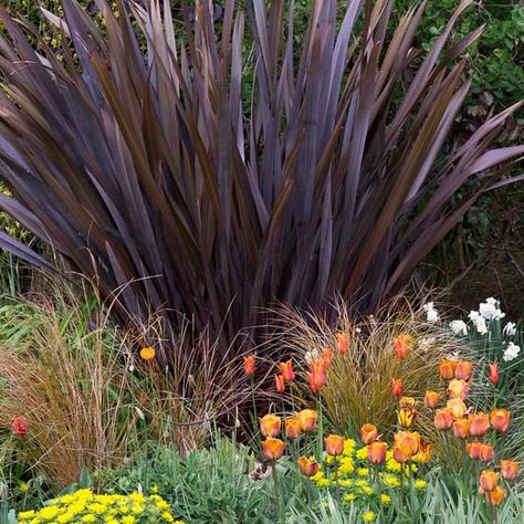 Euphorbia Polychroma, New Zealand Flax, Perennial Grasses, Colorful Succulents, Planting Shrubs, Mediterranean Garden, Plant Combinations, Foliage Plants, Ornamental Grasses