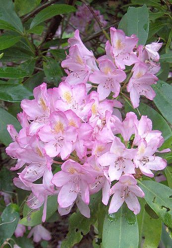 Phododendron / West Virginia State Flower West Virginia State Flower, Virginia State Flower, Virginia Hill, Types Of Oranges, West Va, West Virginia Mountains, Virginia State, Country Roads Take Me Home, Virginia Homes