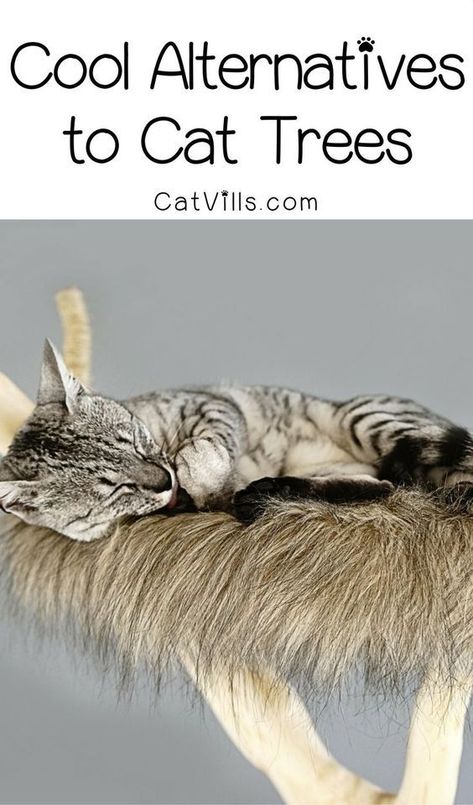 Don’t love the look of store-bought cat condos? Check out these 5 incredibly cool alternative cat tree ideas! Cat Tree Ideas, Cat Condos, Cool Cat Trees, Cat Tree House, Diy Cat Tree, F2 Savannah Cat, Save Nature, Cat Ideas, Cat Perch