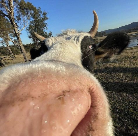 Cow Pfp, Forehead Pictures, Silly Cow, Animal Close Up, Cow Stuff, Country Romance, 5 Pictures, Cow Pictures, Animal Icon