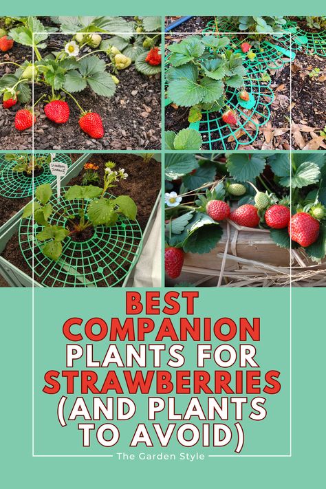 This pin shows tons of strawberries growing healthy, ready to harvest. The pin title is "Best Companion Plants for Strawberries (Chart) and Plants to Avoid". Visit TheGardenStyle.com and explore the best strawberry companion plants (and the worst), as well as, our expert growing tips for a healthy strawberry harvest. Diy Strawberry Patch, Strawberry Companion Plants, Strawberry Harvest, Best Companion Plants, Companion Plants, Healthy Strawberry, Strawberry Patch, Strawberry Plants, Growing Tips