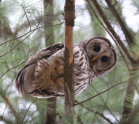 Owl Laughing, Grand Haven Michigan, Owl Wisdom, Owl Species, Barred Owl, Grand Haven, Owls Drawing, Owl Pictures, Beautiful Owl