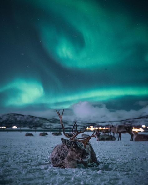 3,838 Likes, 58 Comments - Even Tryggstrand (@eventyr) on Instagram: “At the end of the storm there is a golden sky . @tromsoarcticreindeer” Tromso Norway Winter, Norway Reindeer, Northern Lights Finland, Norway Wallpaper, Winter Northern Lights, Norway Winter, Tromso Norway, Norway Nature, Northern Lights Norway