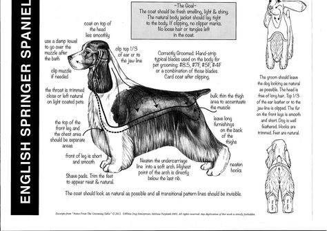 Dog Infographic, Different Types Of Dogs, Spaniel Breeds, Dog Anatomy, Dog Grooming Tips, Dog Cuts, English Springer, English Springer Spaniel, Springer Spaniel