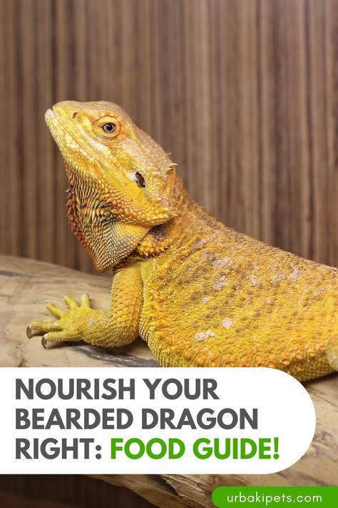 Unlock the key to your bearded dragon's vitality with our essential food guide! Dive into the world of reptilian nutrition and discover the secrets to crafting a balanced diet that will keep your scaly friend thriving. From live insects bursting with protein to fresh fruits and veggies packed with vitamins, we'll show you how to create a feast fit for a dragon. Ensure every meal is a masterpiece with our expert tips on selecting and preparing nutritious options. Don't compromise on your pet's Bearded Dragon Diet, Nutritious Diet, Sugary Food, A Balanced Diet, Human Food, Proper Diet, Fresh Fruits, Fresh Fruits And Vegetables, Proper Nutrition