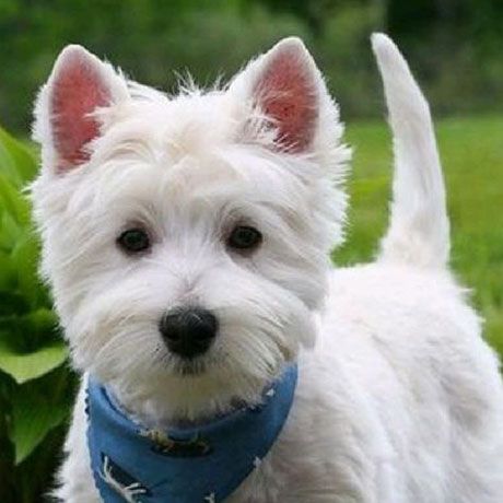 Westie Rescue USA Westie Puppies For Sale, House Cleaner, Westie Puppies, Westie Dogs, West Highland White, Puppy Mills, White Terrier, West Highland White Terrier, Helping The Homeless