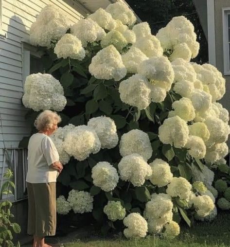 Hydrangea Care, Flower Therapy, Yard Work, Dream House Decor, Flowers Nature, The Ranch, Dream Garden, Garden And Yard, Love Flowers