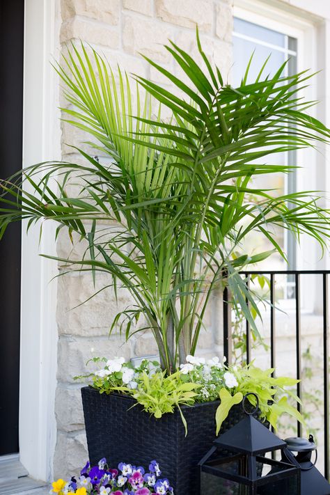 Summer Front Porch Front Door Pots Plants Entrance, Pots Front Door, Front Door Pots, Exterior Refresh, Plants Around Pool, Faux Outdoor Plants, Porch Planter Ideas, Outdoor Plant Pots, Modern Front Porches