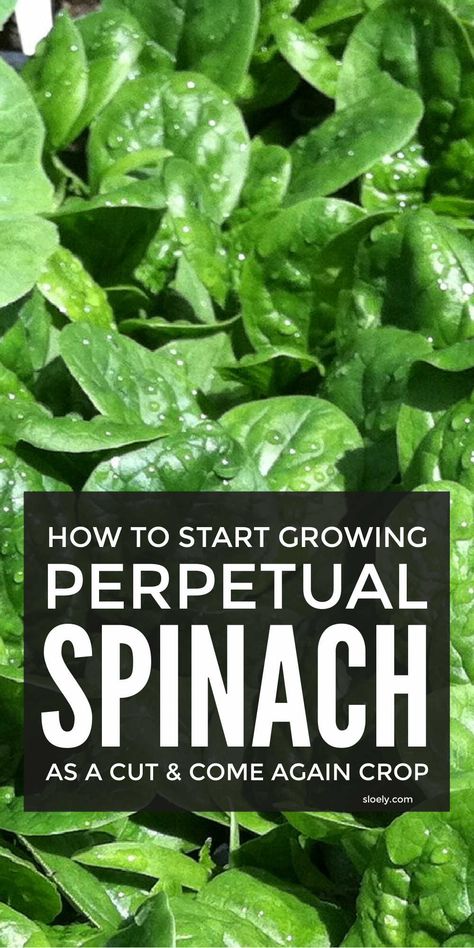 Spinach Growing, How To Grow Spinach, Grow Spinach, Best Companion Plants, Growing Spinach, Spinach Seeds, Growing Vegetables In Pots, Bucket Gardening, Vegetable Garden Diy