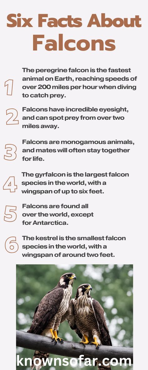 Falconry Equipment, Feather Meaning, Peregrine Falcon, Random Facts, Bright Ideas, Peregrine, Birds Of Prey, Bird Art, Room Interior