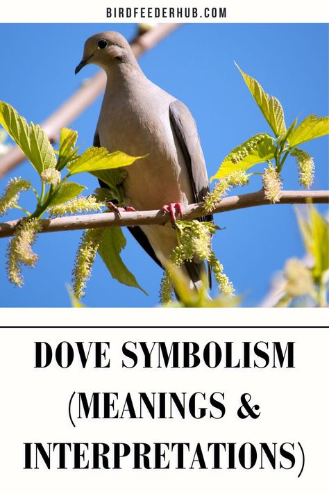 Dove Symbolism Meaning, Morning Dove Meaning, Dove Meaning, Dove Symbolism, Morning Doves, Dove Symbol, Bird Meaning, Brown Dove, Morning Dove