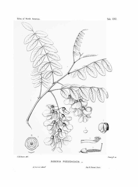 Black Locust (Robinia pseudoacacia) Honey Illustration, Robinia Pseudoacacia, Honey Brand, Line Art Tattoos, Tree Drawing, Tree Tattoo, Nature Journal, Realistic Drawings, Body Tattoos