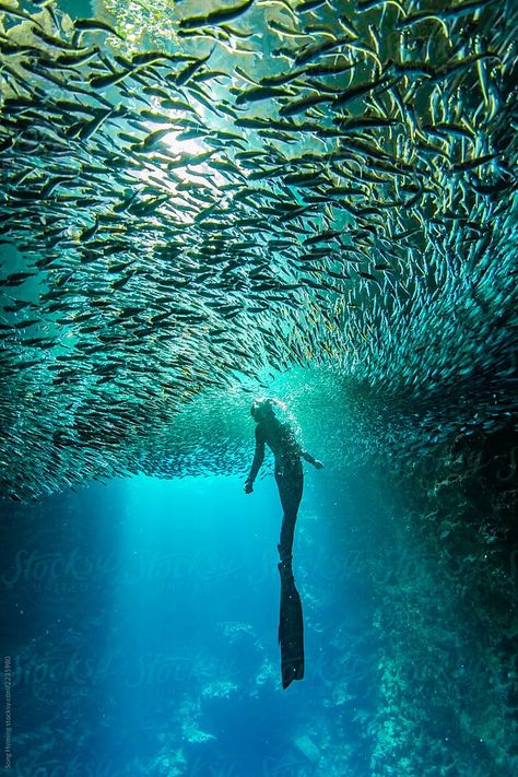 Free Diver, Schooling Fish, Fish Underwater, Diving Pool, Cliff Diving, Skateboard Design, Underwater Photos, Back Light, Water Photography